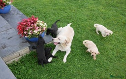 Labrador Retriever dogs for sale: Stunning Health Tested Labrador Puppies - Image 13