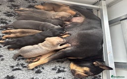 Mixed Breed dogs for sale: French billhuahua - Image 1
