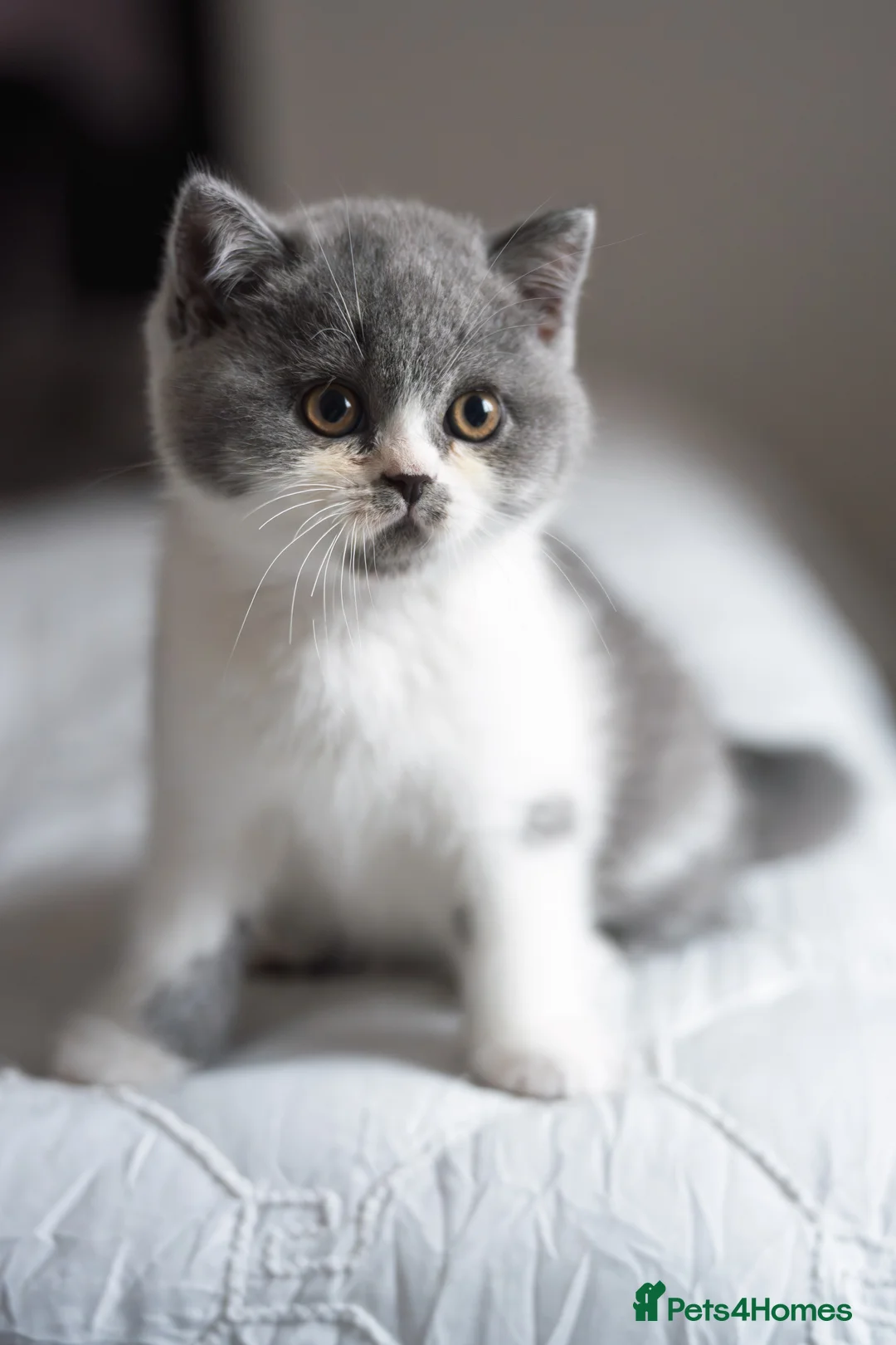 British Shorthair cats for sale: GCCF and TICA Registered -Show Quality BSH. - Advert 9