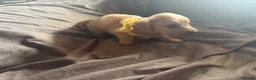Miniature Dachshund dogs for sale: Cream Long Haired Pups KC - Advert 12