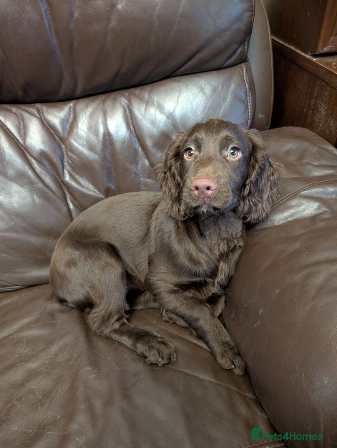 Cocker Spaniel dogs for sale: Last girl looking for forever home. - Image 3