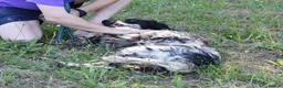 English Setter dogs for adoption: Bomer in Worthing - Advert 3