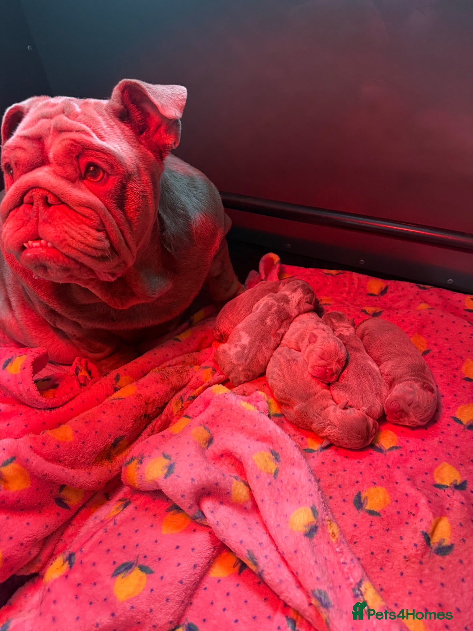 English Bulldog dogs English Bulldog Puppies - Advert 1