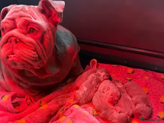 English Bulldog dogs English Bulldog Puppies - Advert 1