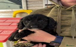 Sproodle dogs for sale: F1 Sproodles for Sale - Image 22