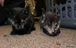 Mixed Breed cats for sale: 2 Beautiful Black (and ginger spots) Girl Kittens - Image 1
