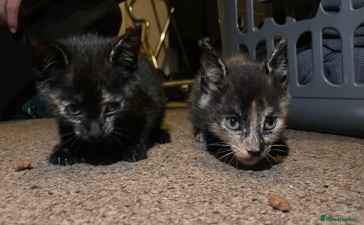 Mixed Breed cats - Advert 5