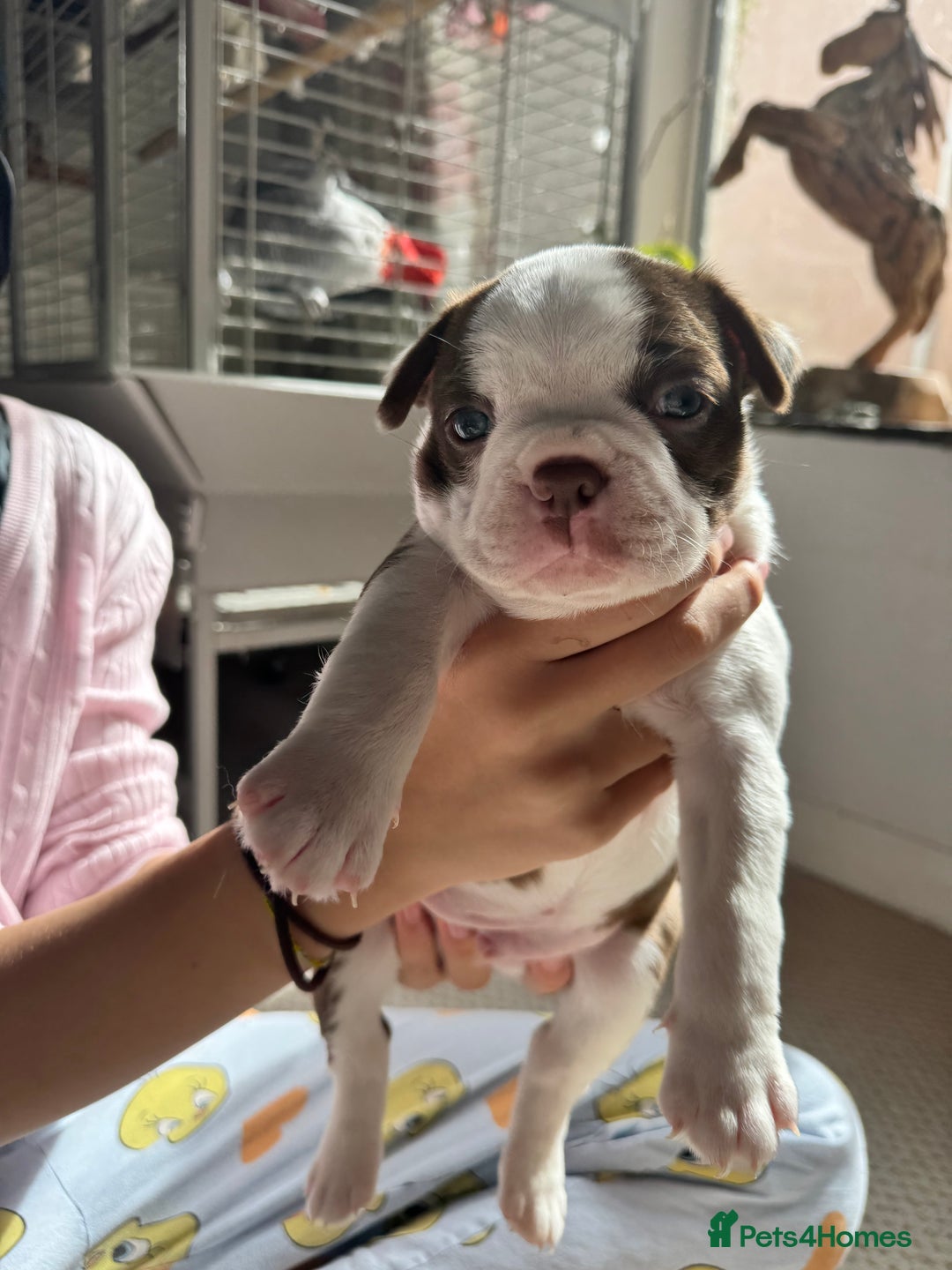 Boston Terrier dogs for sale: Boston Terrier Pups  - Image 7