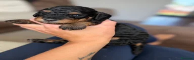 Jackapoo 3