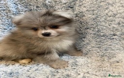 Pomeranian dogs for sale: Ready to leave Pomeranian puppies  - Image 8