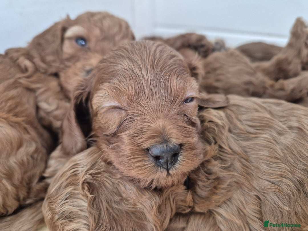 Cavapoo dogs for sale: 5 Star licenced breeder ** 2 girls available ** - Image 7