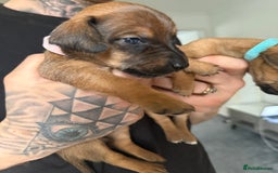 Mixed Breed dogs for sale: 🐾🤎 Adorable Dachshund Cross Puppies  - Image 12