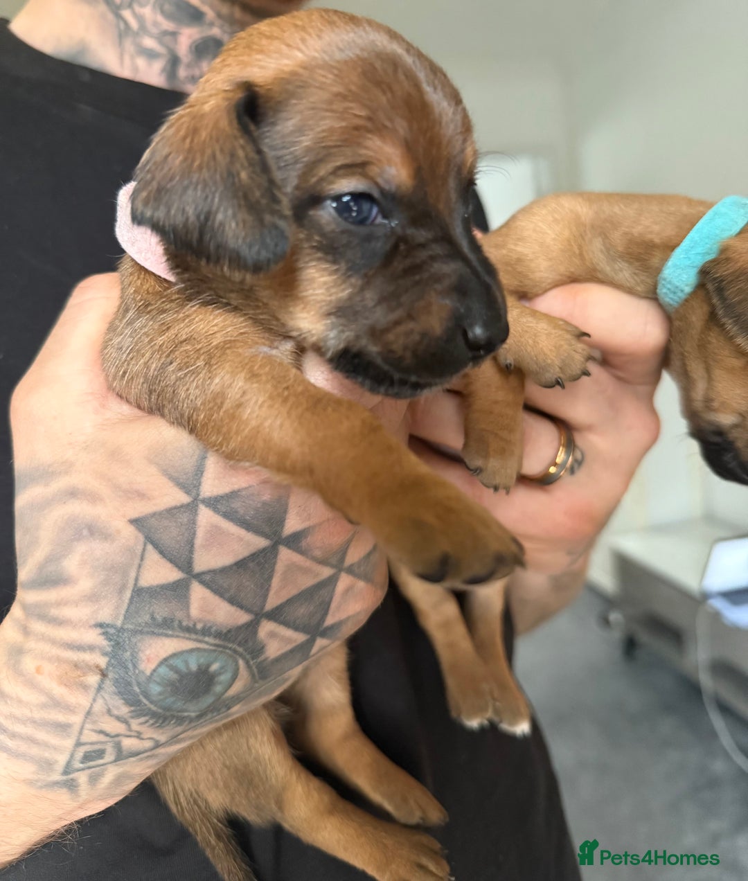 Mixed Breed dogs for sale: 🐾🤎 Adorable Dachshund Cross Puppies  - Image 12