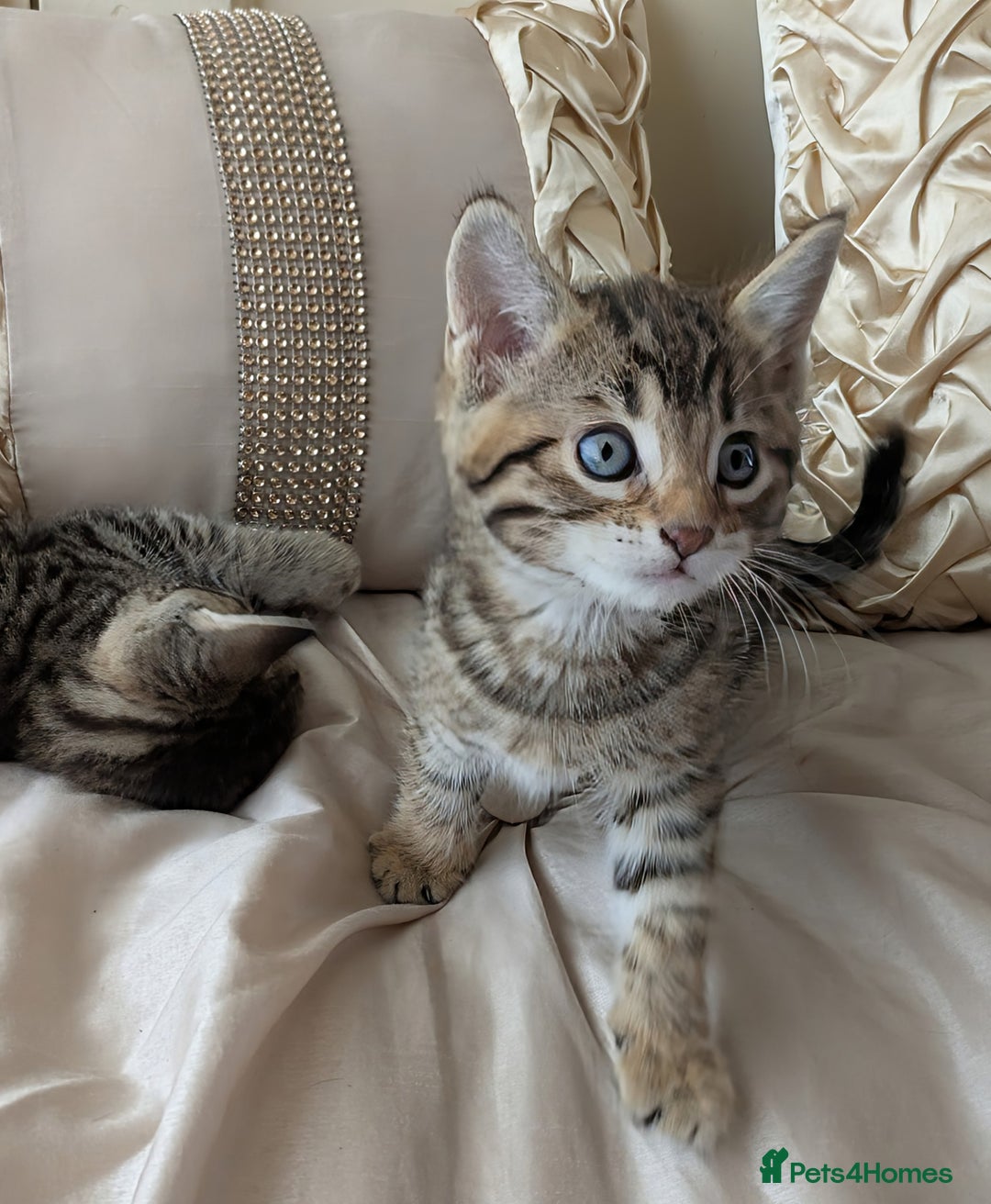 Bengal cats for sale: Purebred Spotted Bengal Kittens Brown Charcoal - Image 11