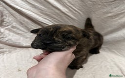 Mixed Breed dogs for sale: Beautiful frow frows for sale - Image 5