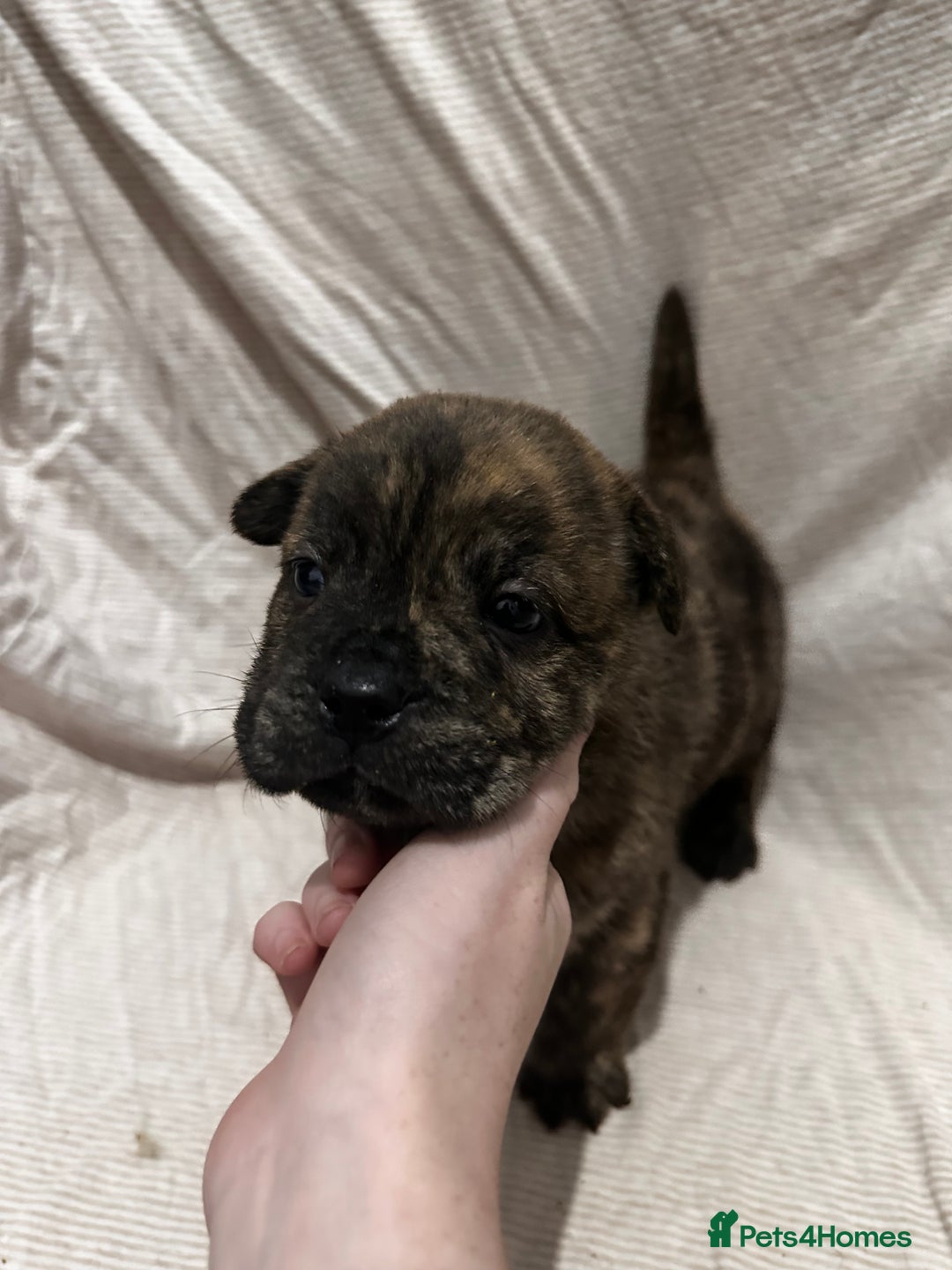 Mixed Breed dogs for sale: Beautiful frow frows for sale - Image 5