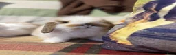 Mini Lop rabbits for sale: Gorgeous mini lop & lion lop babies (vaccinated)  - Advert 5