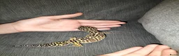 Leopard Gecko reptiles for sale: Leopard Gecko - Advert 4
