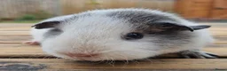 Guinea Pig rodents for sale: Beautiful Baby guinea pigs for sale  - Advert 4