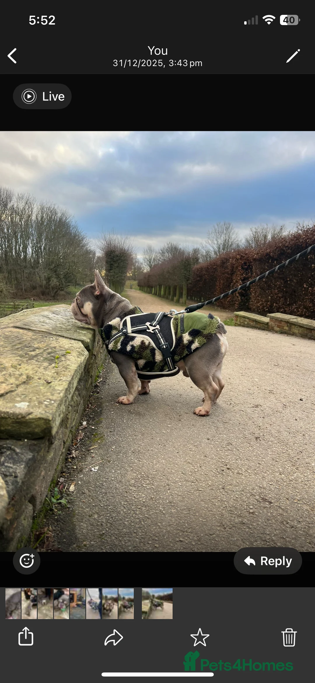 French Bulldog dogs for stud: French Bulldog for stud - Advert 3