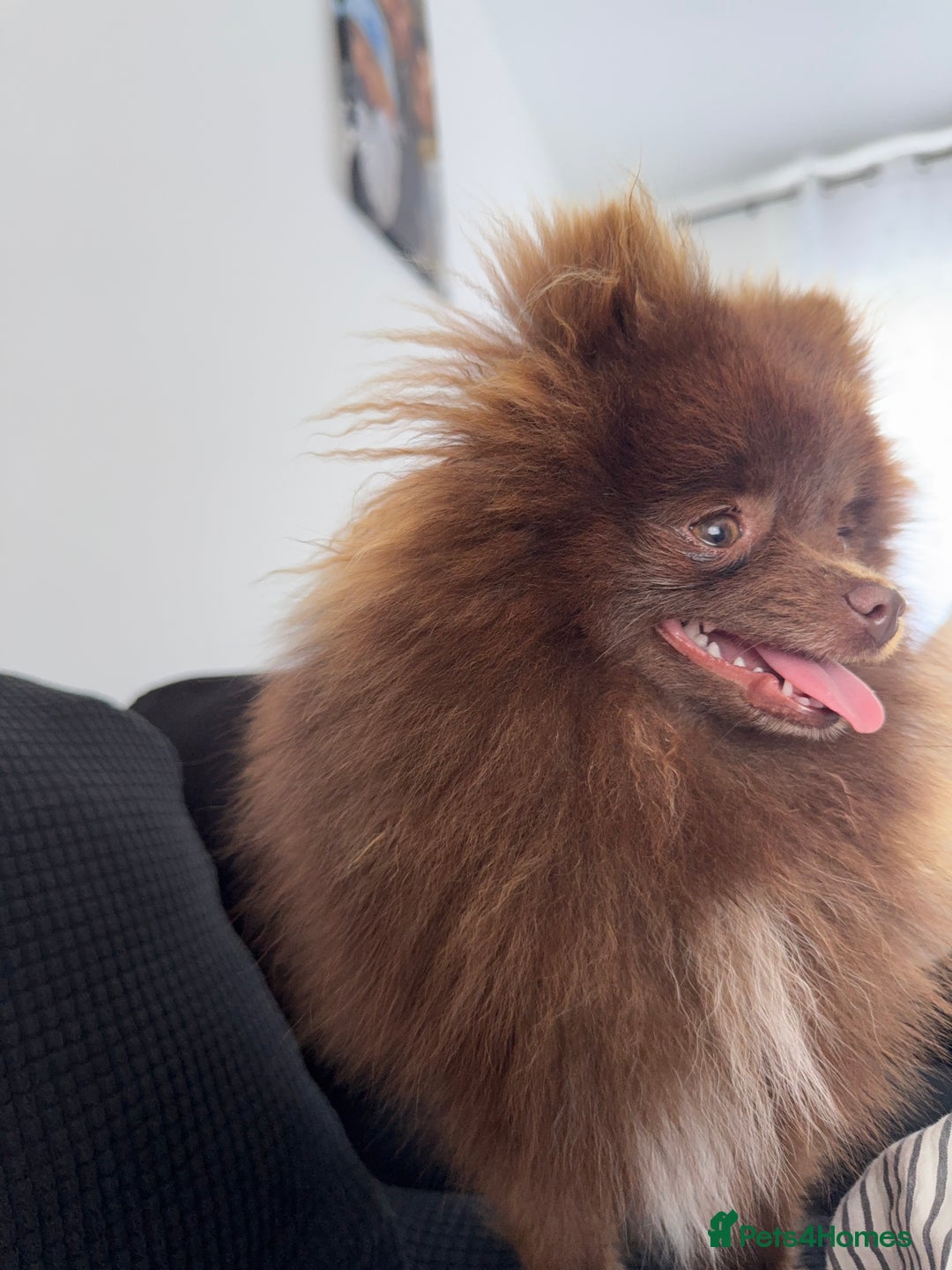 Pomeranian dogs for stud: Pomeranian Stud  - Advert 8