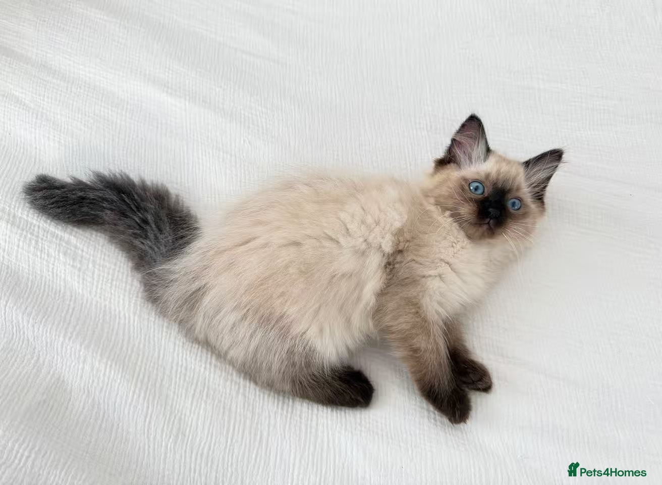 Ragdoll cats for sale: 🐾Stunning Ragdoll Kittens🧬DNA🏆ChampParents🐾 - Advert 8
