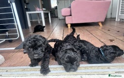 Cockapoo dogs for sale: 5 black cockapoos - Image 8