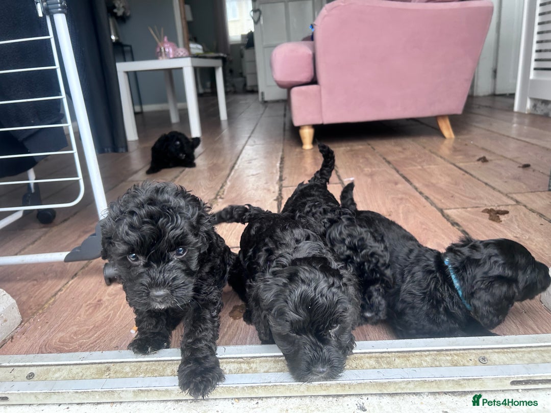 Cockapoo dogs for sale: 5 black cockapoos - Image 8