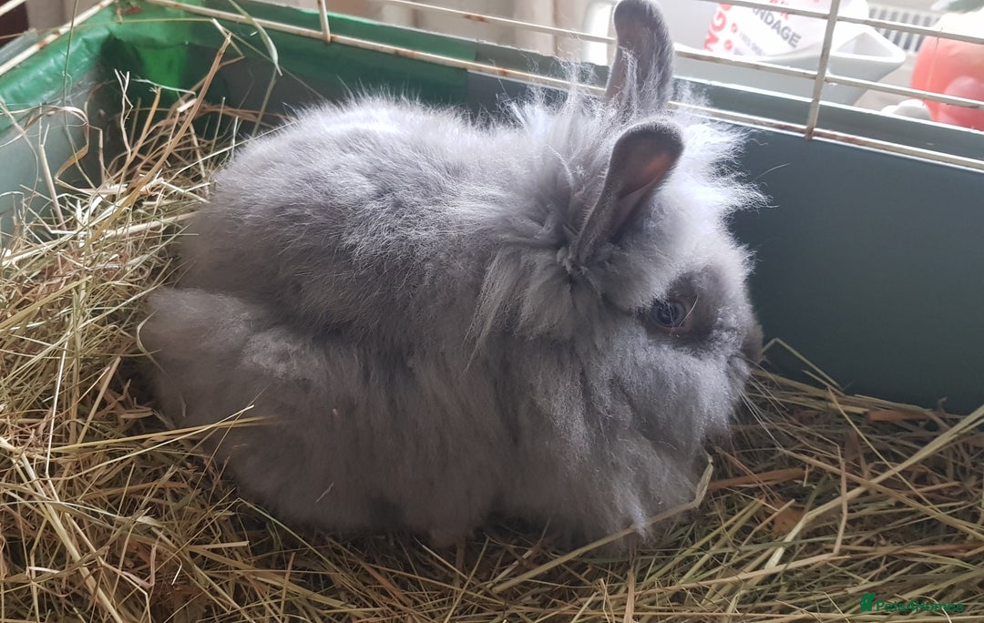 Lionhead rabbits for sale:         🐰  Lionhead Bunny  in Solihull - Image 3
