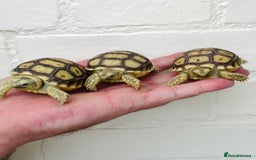 Tortoise reptiles for sale: Baby sulcata Tortioes  - Image 2