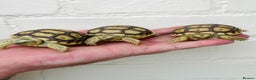 Tortoise reptiles for sale: Baby sulcata Tortioes  - Advert 2
