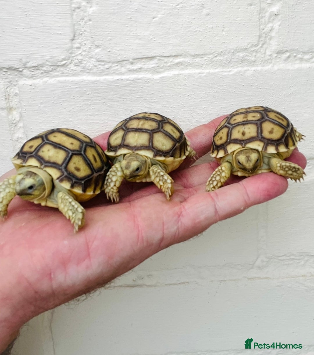 Tortoise reptiles for sale: Baby sulcata Tortioes  - Image 2