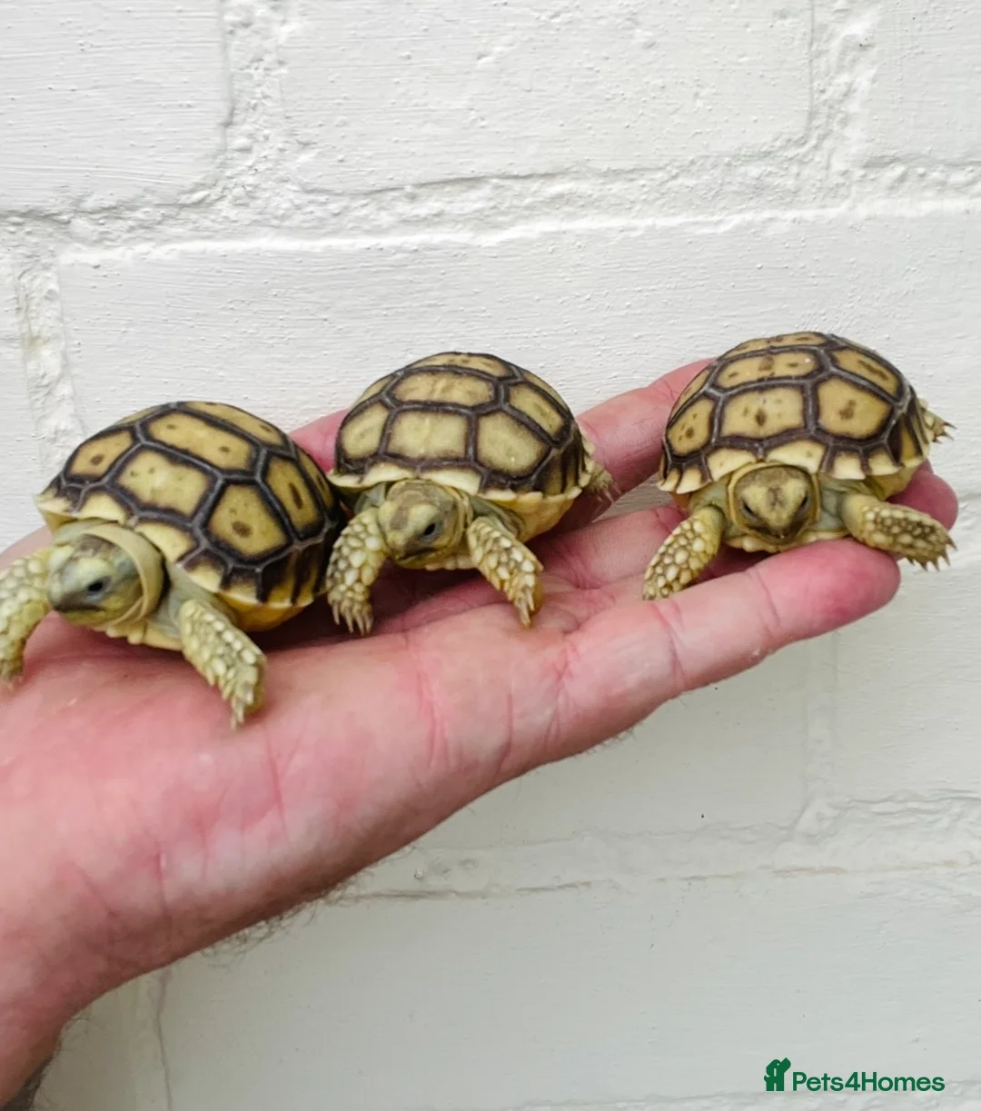 Tortoise reptiles for sale: Baby sulcata Tortioes  - Advert 2