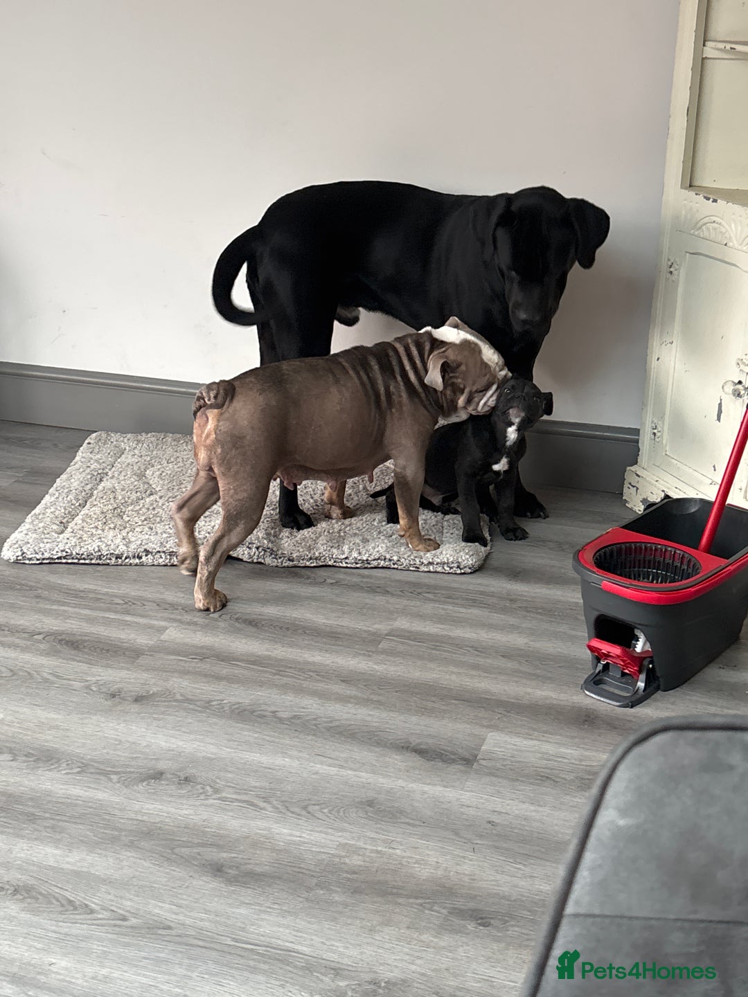 Mixed Breed dogs for sale: cano corso cross lilac british bulldog - Image 14
