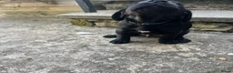 Labrador Retriever dogs for sale: Labrador puppy 🐶  - Advert 18