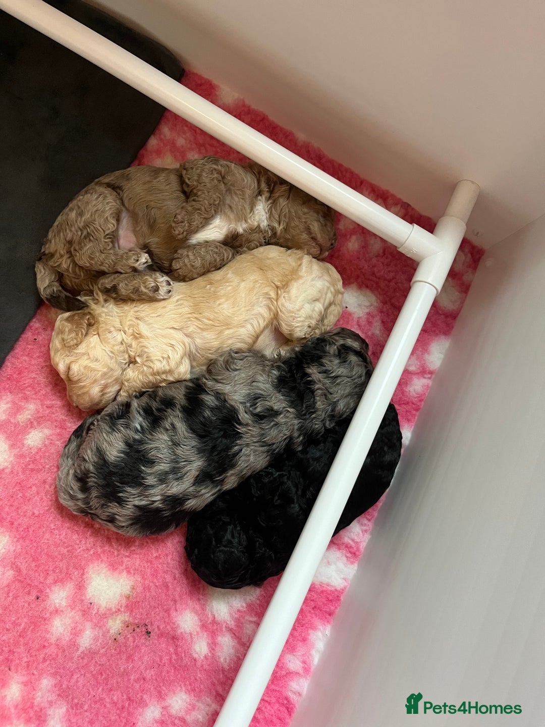 Cockapoo dogs for sale: Stunning health tested F1b cockerpoo puppies - Advert 20