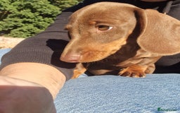 Dachshund dogs for sale: KC reg. Show Quality Standard Dachshund Girl in Ware - Image 25