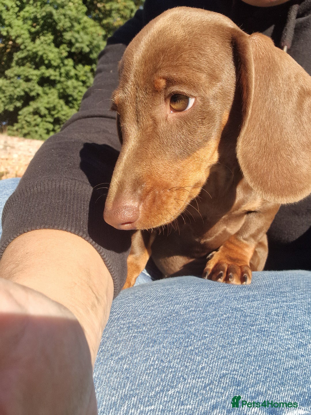 Dachshund dogs for sale: KC reg. Show Quality Standard Dachshund Girl in Ware - Image 25