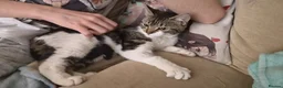Mixed Breed cats for sale: Rescue affectionate cats - Advert 17