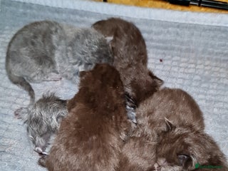 British Shorthair cats Beautiful cinnamon and blue bsh rahdoll mix - Advert 5