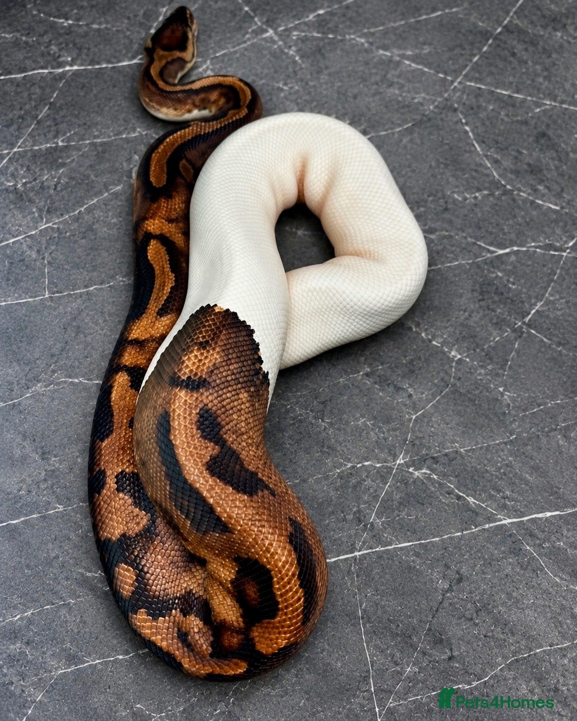 Python Snake reptiles New snakes added! - Hatchling Ball Pythons.  - Advert 1