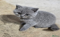 British Shorthair cats for sale: British Shorthairs Stunning Litter - Image 8