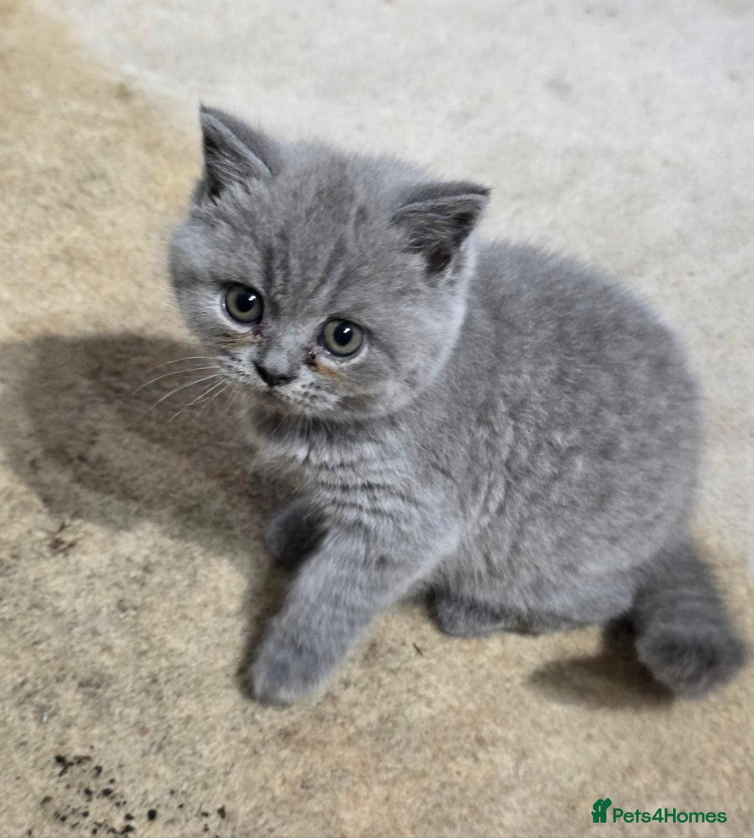 British Shorthair cats for sale: British Shorthairs Stunning Litter - Image 8
