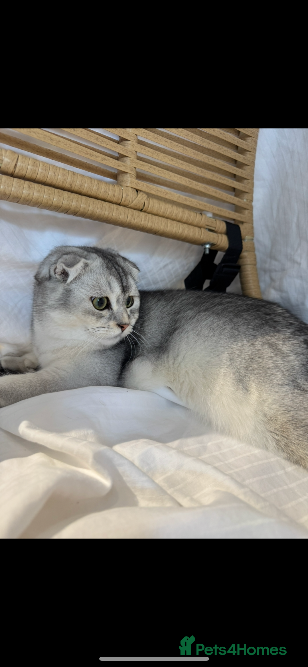 Scottish Fold cats for sale: Scottish Fold Kittens Variety of Colours - Image 10