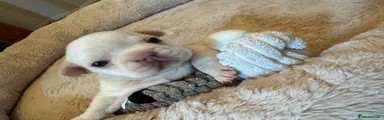 French Bulldog 7