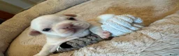 French Bulldog dogs for sale: 5 weeks old french bulldog puppies for sale - Advert 15