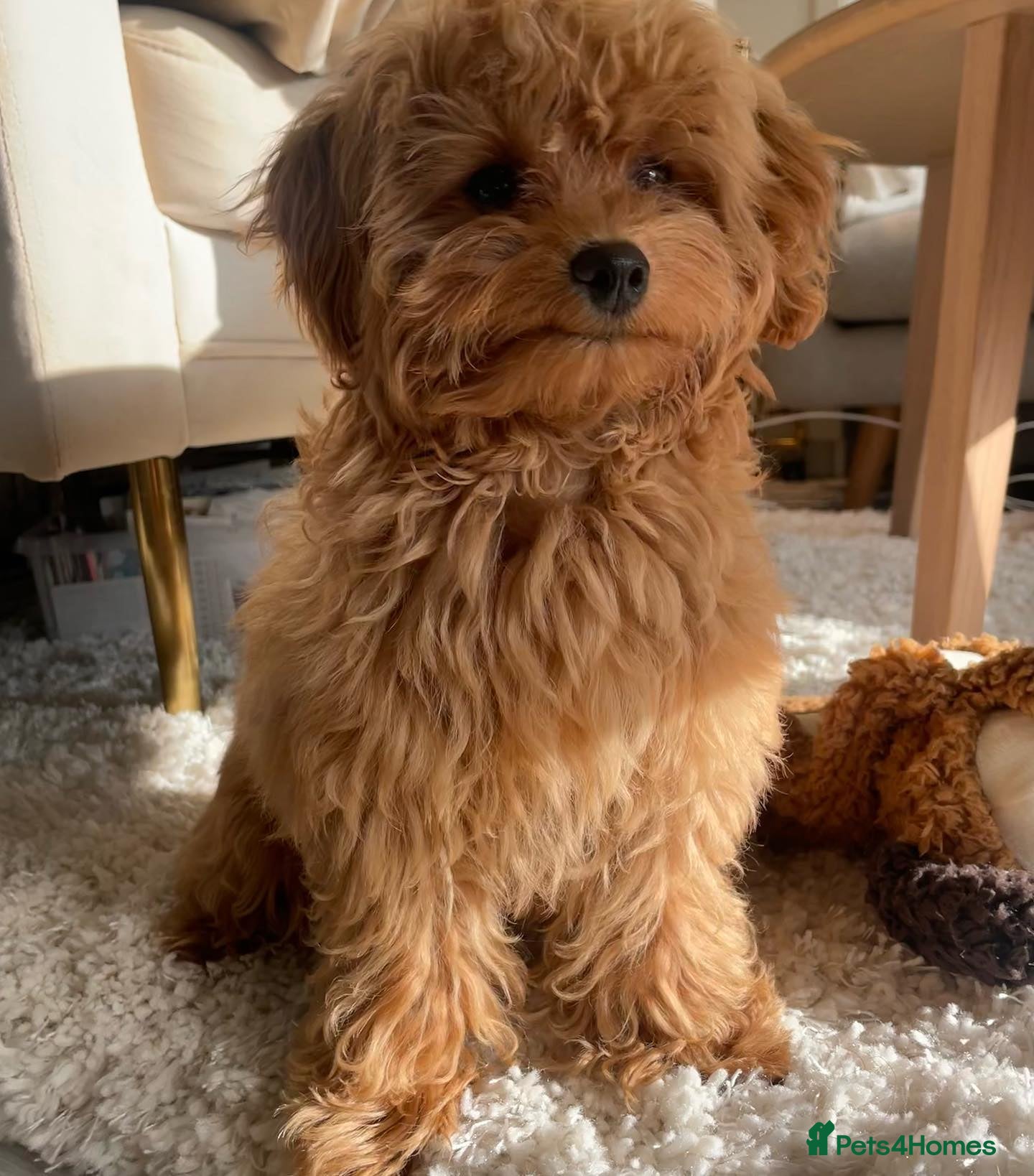 Maltipoo dogs Cute Maltipoo Puppy for Rehome - Advert 2