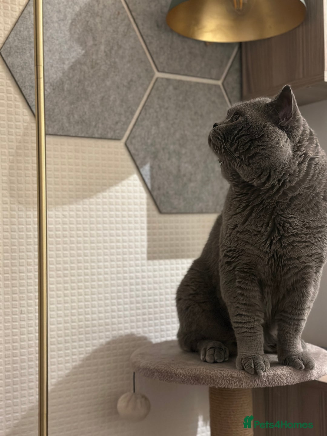 British Shorthair cats for sale: Colourpoint British Shorthair - Image 11