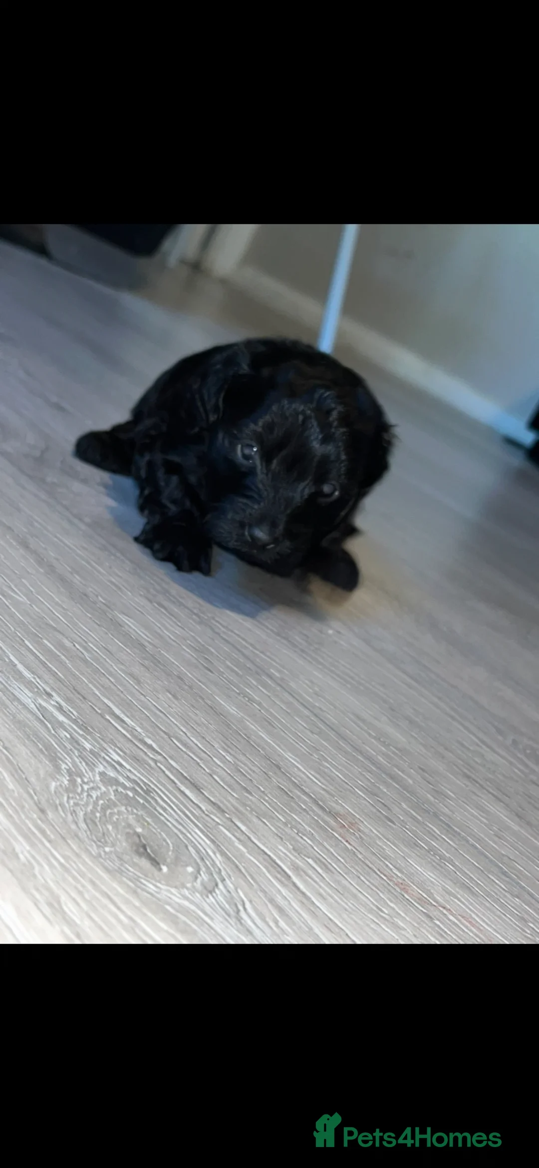 Maltipoo dogs for sale: Maltijack/toy poodle  - Advert 2