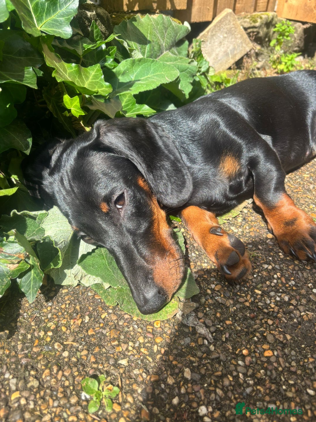 Miniature Dachshund dogs for sale: Rehoming miniature dachshund  - Advert 1
